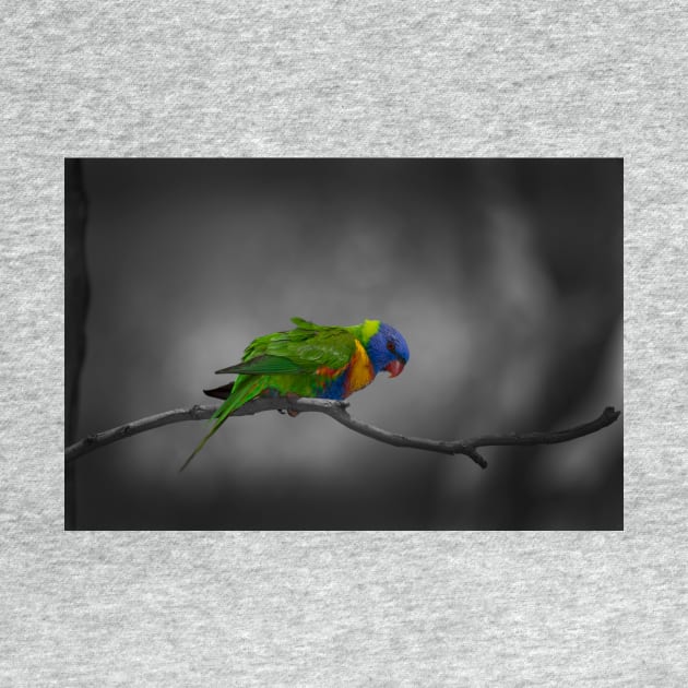 Rainbow Lorikeet_5159A by seadogprints